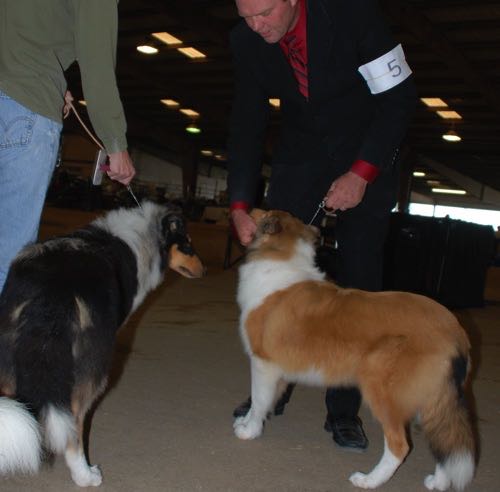 Ginger20091108HoneytreeDarkGingerDogShow9 - 2009-11-08 at 12-33-44_g8it32.jpg